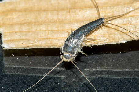 Silverfish