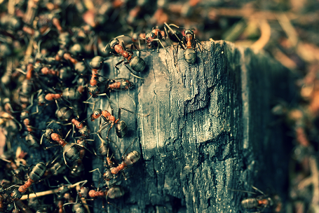 Ants