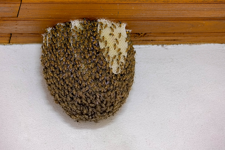 Bees