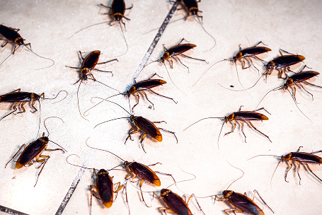 Cockroaches