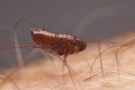 Fleas