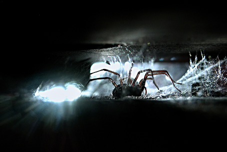 Ground Spider
