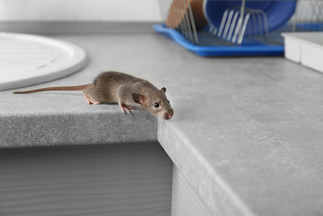 Mice