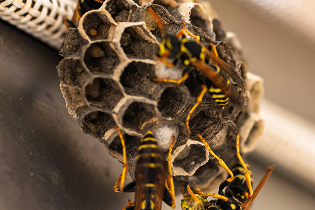 Paper Wasps