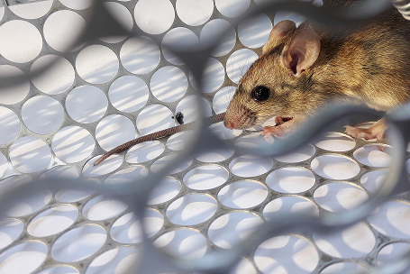Rats