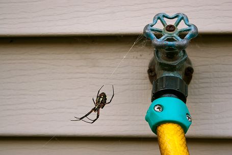 Webbing Spider