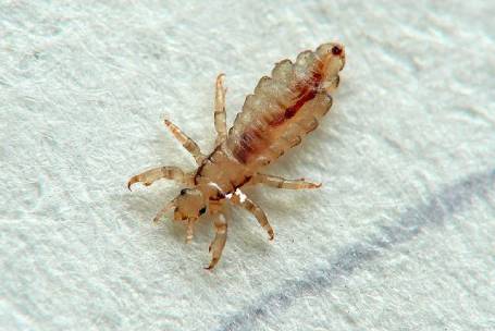 Bird Lice