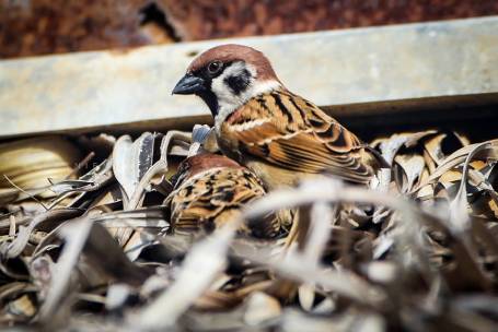 Birds