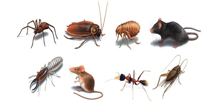 Various Pests